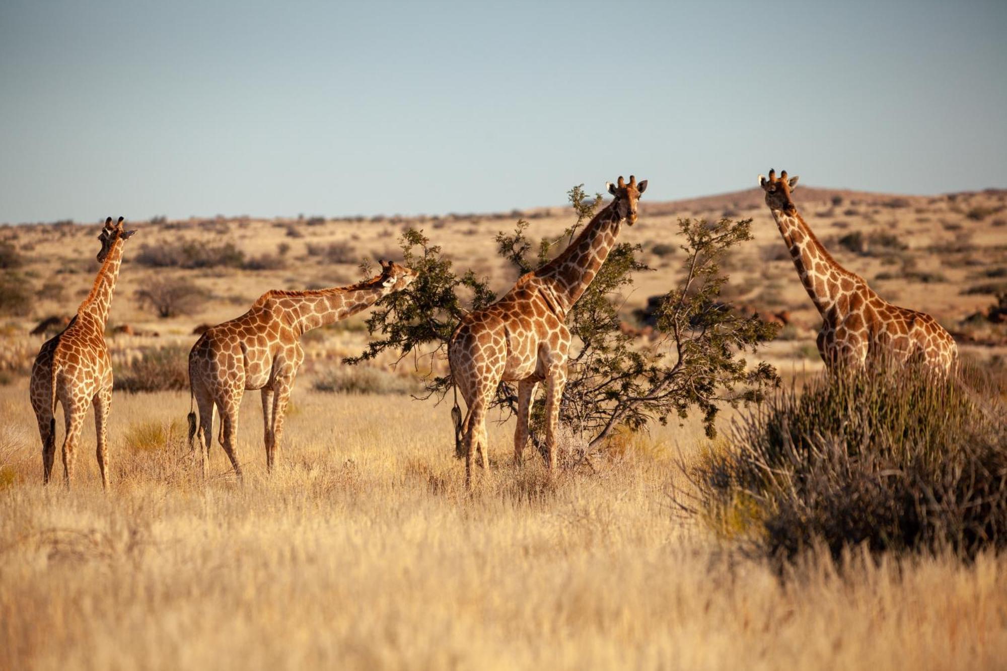 Sandfontein Lodge & Nature Reserve Экстерьер фото